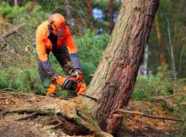 Best Commercial Tree Services  in Crystal City, TX